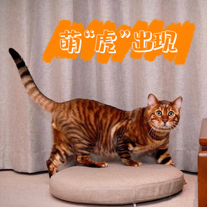 纯种玩具虎猫幼崽豹猫宠物猫咪活体奥西猫孟加拉豹猫阿比西尼亚猫