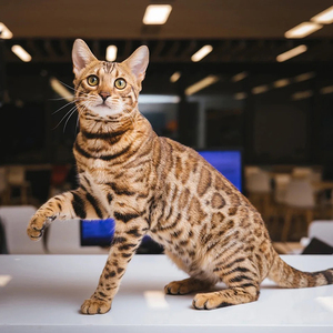 孟加拉豹猫纯种幼仔猫咪活物短毛猫玩具虎猫阿比西尼亚巨型豹纹猫