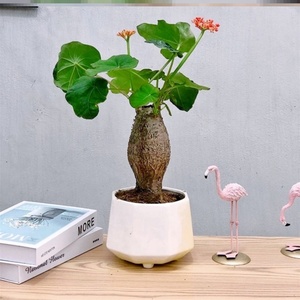 佛肚海棠花佛肚树盆栽植物块根多肉观花四季大肚室内阳台绿植美观