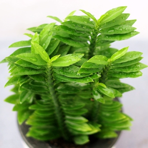 花卉室内好养观叶植物非常容易玉蜻蜓桌面除甲醛含盆盆.栽耐旱绿