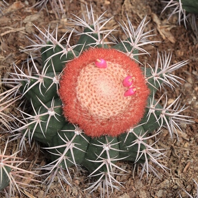 家养美观刺赤城i碧云懒人多浆植物造景超大层云仙人球实生特价卷