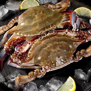 六斤装特大飞蟹精挑公梭子蟹鲜活海鲜水产包肥大白蟹码头顺丰直发