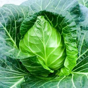 特大牛心甘蓝种子包心菜卷心菜包菜种籽高产牛心甘兰农家蔬菜种子