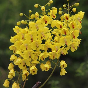 000人付款淘宝k云实树苗 实米虫云苗 倒钩刺苗云h