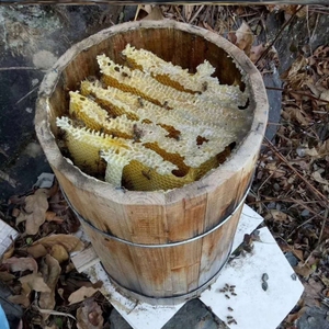圆桶蜜蜂箱