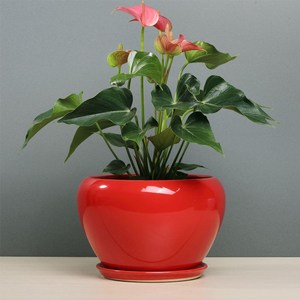 【红色中国陶瓷花盆】红色中国陶瓷花盆品牌,价格 
