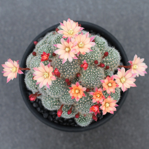 粉蝶金蝶杏蝶银蝶丸宝山仙人球多肉组合盆栽沟宝山属