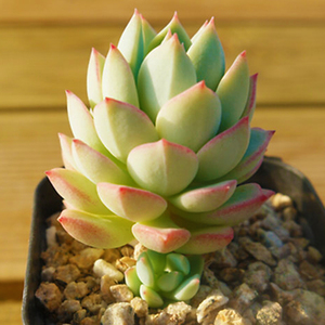 群月冠多肉植物办公室内阳台桌面萌肉肉花卉绿植园艺盆栽