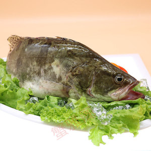 1斤8两至2斤1条  桂鱼 新鲜养殖鳜鱼鲜 水产松鼠桂鱼臭鳜鱼