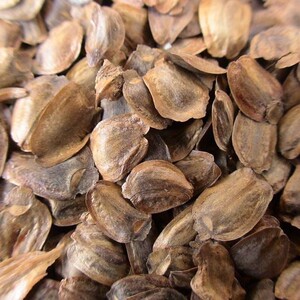 速生沙树美国巨杉水杉刺杉油杉落羽杉种子银杉种子分哥日用百货a5