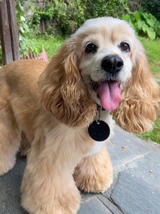 犬舍出售纯种网红赛级血统美国可卡茶杯超小体长毛幼犬活体宠物狗