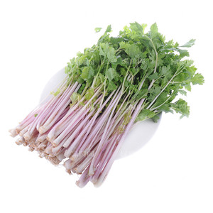 紫芹菜种籽红色紫色香芹种孑农家菜园阳台盆栽春秋四季播蔬菜种子