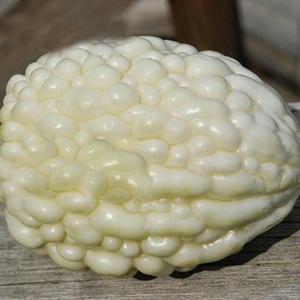 台湾白玉苦瓜种籽苹果苦瓜种子四季盆栽蔬菜 高产阳台盆栽水果