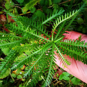 蓍草一支蒿飞天蜈蚣庭院楼顶阳台窗台提神养生泡茶泡酒中药材盆栽