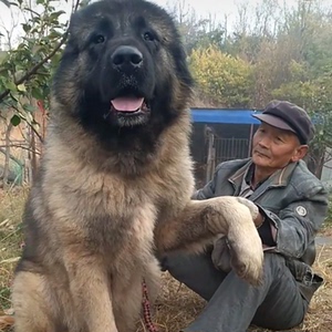 高加索犬巨型俄罗斯