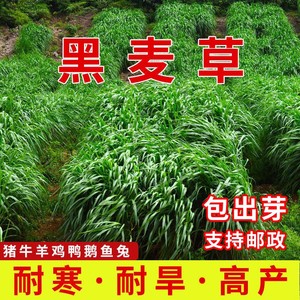 进口耐寒黑麦草种籽子种多年生牧草种子四季常青鸡鸭鹅猪牛羊鱼草