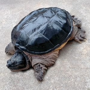 鳄龟苗小乌龟活物活体宠物龟观赏龟杂佛食肉龟水龟外塘凶猛8人付款31