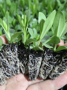 洋桔梗花苗重瓣穴苗四季开花阳台室内室外绿植盆栽带土混色小苗zx