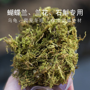 新鲜干苔藓蝴蝶兰专用水苔青苔铁皮兰花种植育苗营养土爬宠垫材