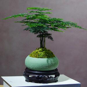 文竹绿植室内盆栽植物净化空气好养办公室四季青桌面创意小型盆景