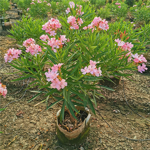 夹竹桃花树苗庭院行道四季常青绿篱笆花卉植物盆栽夹竹桃当年开花