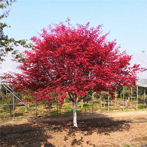 日本红枫树苗盆栽红舞姬小苗庭院大型彩叶耐寒风景树中国三季红枫