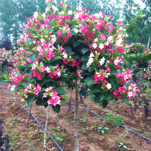 五彩锦带花树苗盆栽锦带小苗庭院大型耐寒风景树高杆五彩锦带树苗