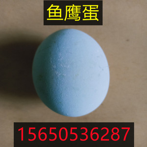 鱼鹰蛋