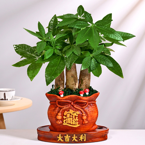 招财进宝花盆发财树