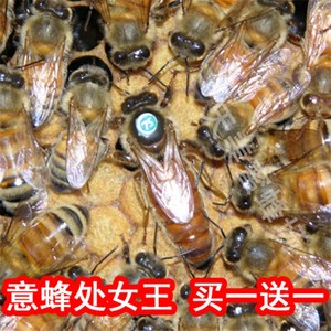 快来买东西哇淘宝意蜂蜂王 意蜂蜂王种王 意蜂产卵王 意蜂生产王