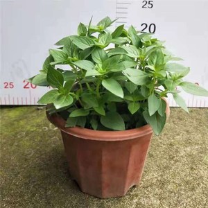 50棵带原土河南特产大叶荆芥苗盆栽新鲜食用发货