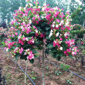 庭院绿化树种红王子锦带花苗花叶锦带五彩锦带花树苗锦带花苗盆栽