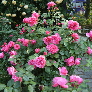 粉色达芬奇藤本月季花苗粉达爬墙庭院阳台爬藤植物蔷薇玫瑰花卉