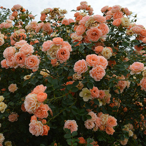 甜梦藤本月季花苗阳台露台爬藤花卉植物多季开花庭院蔷薇玫瑰苗