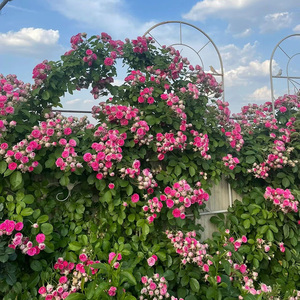 胭脂扣爬藤本月季花大苗阳台庭院盆栽植物玫瑰攀援花卉多头勤花型