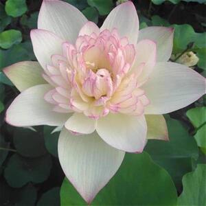 建国莲花a(新云锦 )中qr型荷花种藕碗莲盆栽阳台水w培植物 碗莲苑