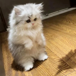 银白拿破仑矮脚猫长毛矮脚幼崽银白高地长毛猫米努特矮脚宠物猫