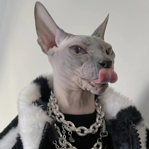 斯芬克斯纯种无毛猫黑皮蓝皮白皮开脸无毛猫幼猫矮脚比鲁斯猫活体