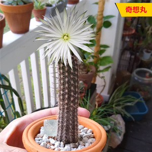 奇想丸仙人柱 开花仙人球花卉小盆栽多肉植物 有香味实生奇特肉肉
