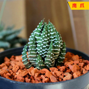 鹰爪 硬叶十二卷多肉植物 新手组合配盆办公室桌面绿植花卉小盆栽