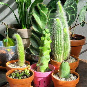 龙神木仙人柱多肉 创意沙生植物小盆栽 蓝柱室内开花绿植嫁接造景