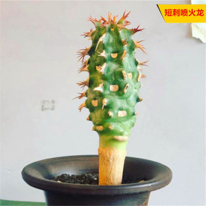 喷火龙仙人球仙人掌仙人柱大戟科属 红花强刺球新手好养绿植盆栽