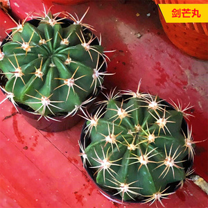 剑芒丸实生仙人球稀有开粉花仙人掌多肉植物好养活办公防辐射盆栽