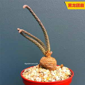 黑龙块根植物 冷门创意开花多肉植物办公室小盆栽 团扇仙人球绿植