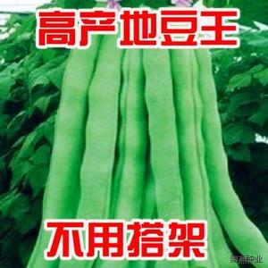 地豆王一号豆角种子 无架四季豆菜豆早熟抗病 宽荚肉嫩白莲豆种籽