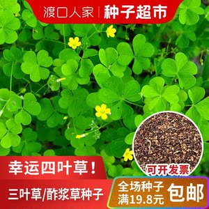 四叶幸运草种子黄花酢浆草三叶草酸味草野黄瓜炸酱草斑鸠酸浆种籽