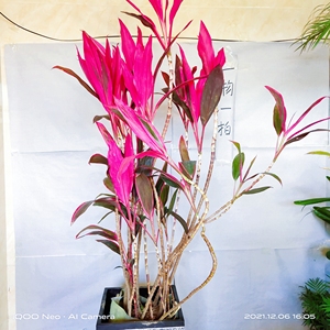 老桩红叶朱蕉又名千年木红竹 红铁为龙舌兰科 客厅卧室办公室庭院