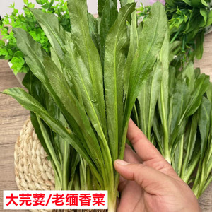 云南大芫荽老缅香菜新鲜阿佤芫荽傣味菜撒撇调料临沧耿马泰国刺芹