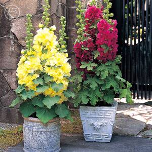塔莎的花园 蜀葵花盆栽查特观花植物多年生草花四季开花阳台爆盆