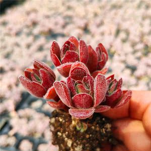 焰芒 青锁龙多肉植物 进口花卉盆栽绿植 多肉大棚直销 肉妞花房